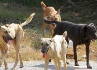 Τον χάρο με τα μάτια του ειδε 8χρονος Λαρισαίος όταν του επιτέθηκαν σκυλιά στην παραλία