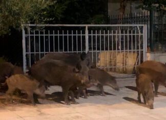 Τον ποδοπάτησαν αγριογούρουνα και κατέληξε στο νοσοκομείο με πολλαπλά κατάγματα