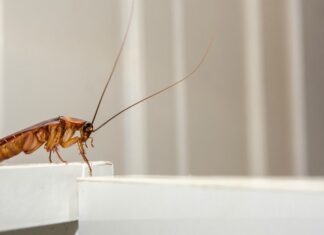 Φόβος και τρόμος οι ιπτάμενες κατσαρίδες στην Λάρισα