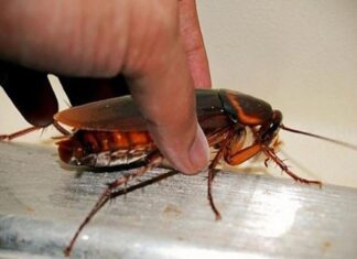 Γιατί η Λάρισα γέμισε με τις κατσαρίδες κομάντο και έγινε viral