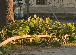 Παραλίγο ατύχημα: Έσπασε τεράστιο κλαδί στον Αμπελώνα (ΦΩΤΟ)