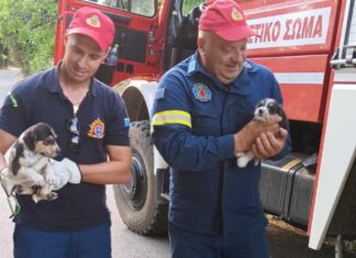 Πυροσβέστες ήρωες στον Αγιόκαμπο: Έσωσαν κουταβάκια από χείμαρρο – Κινητοποιήθηκαν από το κλάμα τους (ΦΩΤΟ)