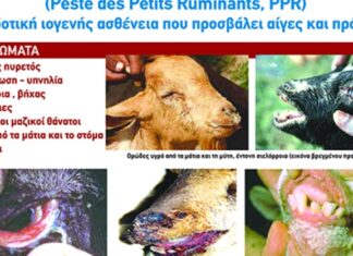 Θανατώνονται τα αιγοπρόβατα με πανώλη