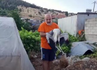 Έσωσε πελαργό που τραυματίστηκε πέφτοντας σε καλώδιο της ΔΕΗ, σε χωριό της Λάρισας – ΦΩΤΟ/ΒΙΝΤΕΟ
