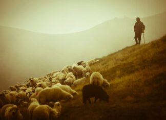 Λουκέτο στα σφαγεία της Θεσσαλίας για τα αιγοπρόβατα μέχρι την Παρασκευή
