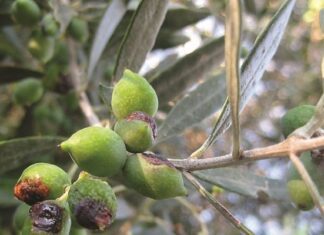 Δολωματικός ψεκασμός για τον δάκο της ελιάς στους Δήμους Τυρνάβου, Ελασσόνας και Τεμπών