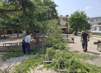 Δέντρο κατέρρευσε στη Λάρισα – Την προσοχή των πολιτών εφιστά η Διεύθυνση Πρασίνου (ΦΩΤΟ)