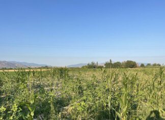 Αγριογούρουνα κατέστρεψαν ολοσχερώς χωράφι με καλαμπόκι στον Τύρναβο