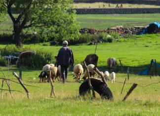Alert στη Θεσσαλία: Εννέα κρούσματα πανώλης αιγοπροβάτων – Έχουν θανατωθεί πάνω από 2.400 ζώα