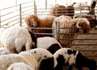 Σε εξέλιξη η προκαταρκτική για την τήρηση των μέτρων βιοασφάλειας στη Θεσσαλία – Ξεκινούν οι αποζημιώσεις για τα ζώα που θανατώθηκαν