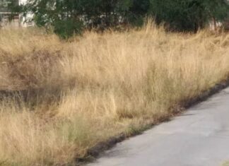 Ξερά χόρτα και αδέσποτα σκυλιά προβληματίζουν σε χωριό της Λάρισας