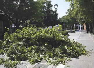 «Αδύναμα» τα πλατάνια του Αλκαζάρ – Τι έχει παρατηρηθεί;