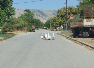 Ασυνήθιστο βίντεο με χήνες: Σεινάμενες – κουνάμενες έκαναν πασαρέλα αλά Next Top Model σε χωριό του Τυρνάβου
