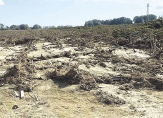 «Στρεσαρίστηκαν» τα ακτινίδια σε χωριό της Λάρισας
