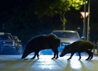 Αυτοκίνητο συγκρούστηκε με αυτοκίνητο στα Φάρσαλα