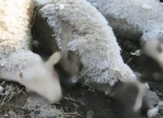 Ασυνείδητος πέταξε νεκρά πρόβατα κοντά σε μαντριά στην περιοχή του Αμπελώνα