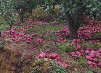 Η κλιματική αλλαγή απειλή για τις καλλιέργειες του Θεσσαλικού κάμπου
