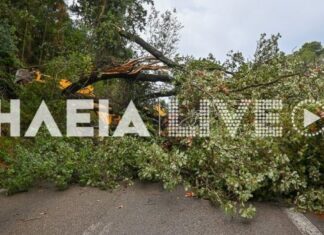 Ηλεία: Ανεμοστρόβιλος ξερίζωσε δέντρα και προκάλεσε ζημιές σε σπίτια