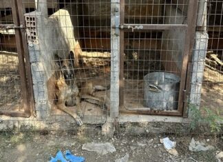 Λάρισα – Σταματίνα Σταματάκου: Αθλιες και κακοποιητικές οι συνθήκες που ζούσαν τα 13 σκυλιά του 47χρονου που κατασπάραξαν την γυναίκα