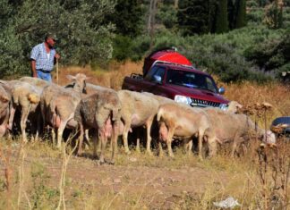 Ευλογιά των προβάτων: Δεκαήμερο κλείσιμο των σφαγείων σε όλη τη χώρα