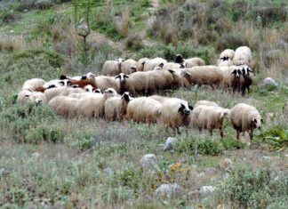 Χαλαρώνουν περαιτέρω τα μέτρα για την πανώλη στη Λάρισα