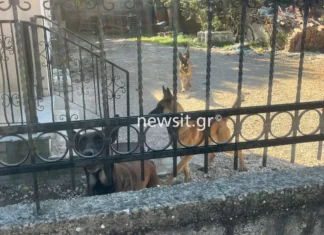 Τύρναβος: Οι γείτονες φοβήθηκαν να επέμβουν και τα σκυλιά διαμέλισαν την 70χρονη – Τι λέει ο γιος της
