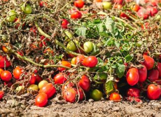 ΕΛΓΑ: Με αδικίες τα πορίσματα εκτίμησης ζημιάς στα Φάρσαλα