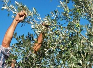 Χαλκίδα: Τους έπιασαν στα πράσα να κλέβουν ελιές μέσα στο χωράφι – Τέσσερις συλλήψεις