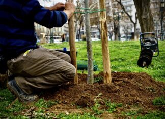 «Ανάσα» πρασίνου στη Λάρισα – Σήμερα η δενδροφύτευση στην οδό Θεοφράστου