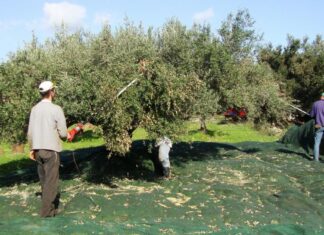 Εξαφάνισαν τόνους από ελιές σε χωριό της Λάρισας και έγιναν καπνός
