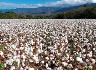 Παει για μείωση 30% η καλλιέργεια βαμβακιού στον κάμπο τη νεά χρονιά-οι περισσότεροι παραγωγοί «μπήκαν μέσα»
