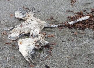 Ξεβράστηκε πελεκάνος στην παραλία Αγιοκάμπου…