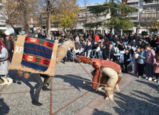 Λάρισα: Οι Ντιβιτζήδες φέρνουν τις Καμήλες, από την Ανατολική Ρωμυλία – Για το ξύπνημα της γης και την αφθονία