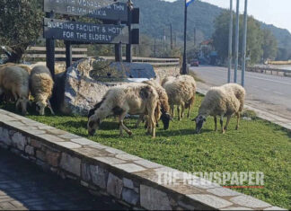 Αναστάτωση στον δρόμο Βόλου – Νεοχωρίου: Πρόβατα ξέφυγαν από τον τσοπάνη και κατέκλυσαν το οδικό δίκτυο