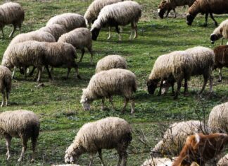 Με χειροπέδες γιατί αγόρασε παράνομα αρνιά