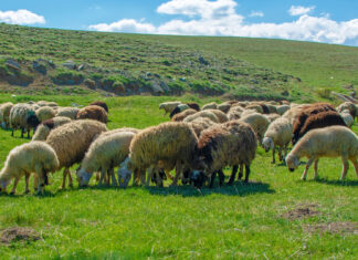 Λήψη άμεσων μέτρων για την ευλογιά ζητούν οι κτηνοτρόφοι της Ελασσόνας
