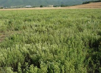 Νέκρωσαν τα χωράφια ρίγανης στη Λάρισα