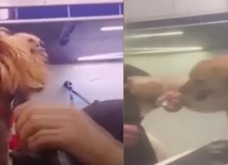 Εισαγγελική παραγγελία για την κομμώτρια ζώων στον Βόλο – Τι συνέβη