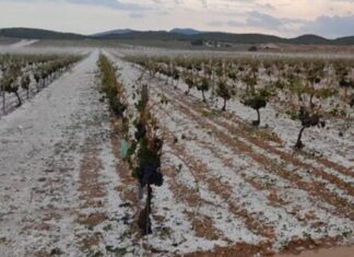 Δυνατό χαλάζι στον Τύρναβο – Αγωνία για τις καλλιέργειες
