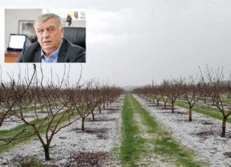 Νασιακόπουλος: Το χαλάζι που έπληξε δενδρώδεις καλλιέργειες θα μειώσει κατακόρυφα την παραγωγή