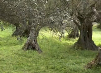 Λάρισα: Κατέστρεψαν δάσος 400 ετών!