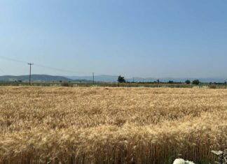Λάρισα: Κάηκαν αθέριστα σιτηρά σε χωριό
