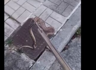 Κι άλλο φίδι σε αυλή σπιτιού (βίντεο)