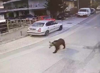 Αρκούδα κάνει βόλτες στο κέντρο των Γρεβενών – Δείτε βίντεο