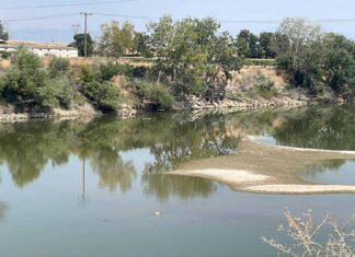 Μη αναστρέψιμη η ζημιά στα βαμβάκια λόγω έλλειψης νερού – αποκαρδιωτικές εικόνες στον Πηνειό έξω από τη Λάρισα (ΦΩΤΟ)