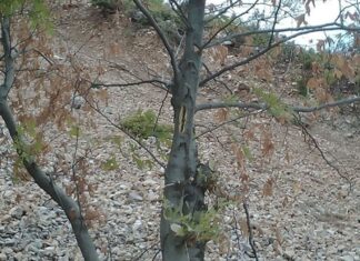 Κρούσματα «καρκίνου του πλατάνου» σε πλατανόδασος