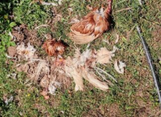 Δεν άφησε καμία κότα η αρκούδα που έκανε επιδρομή σε κοτέτσι στον Ασπροπόταμο