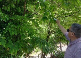 Επιτυχής εξαπόλυση του ωφέλιμου εντόμου Torymus sinensis για την αντιμετώπιση της σφήκας της καστανιάς