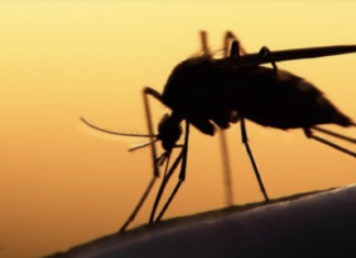 Λάρισα: Το chatgpt λύνει το μυστήριο με τα κουνούπια στα Μεσάγγαλα!