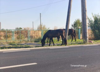 Λάρισα: Άλογα κινούνται ελεύθερα σε δρόμο έξω από την πόλη: Κίνδυνος για οδηγούς και ζώα